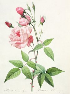 Rosa Indica Vulgaris, inciso da Bessin, da 